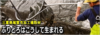 ぶりとろ加工場